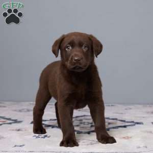 Petunia, Chocolate Labrador Retriever Puppy
